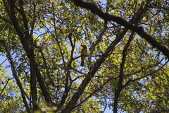 Malaconotus blanchoti