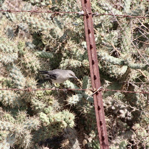 iNaturalist observation photo of Northern Mockingbird