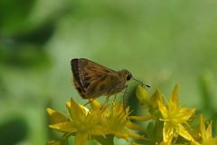 Polites vibex praeceps