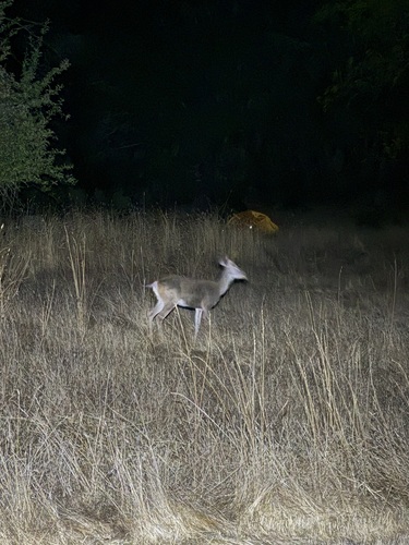 iNaturalist observation photo of Columbian Black-tailed Deer