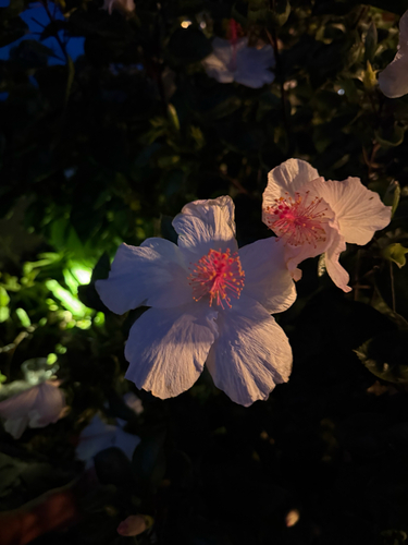 Hibiscus arnottianus observed 2025-05-28