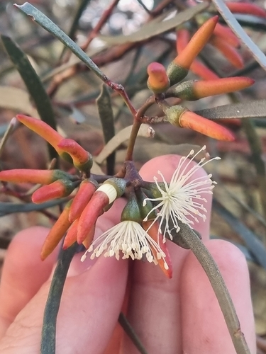 Eucalyptus spathulata, photograph 3