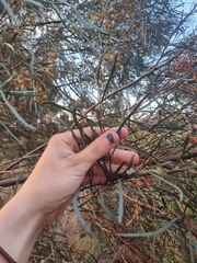 Eucalyptus spathulata, photograph (c) Malcolm Simard, some rights reserved (CC BY)