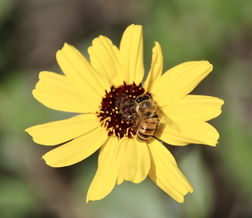 iNaturalist observation photo of Western Honey Bee