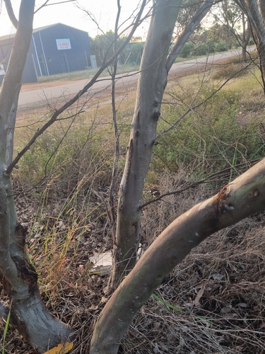 Eucalyptus spathulata, photograph 5