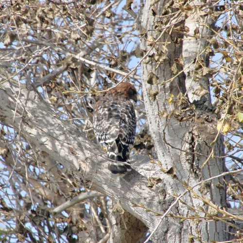 iNaturalist observation photo of Red-shouldered Hawk
