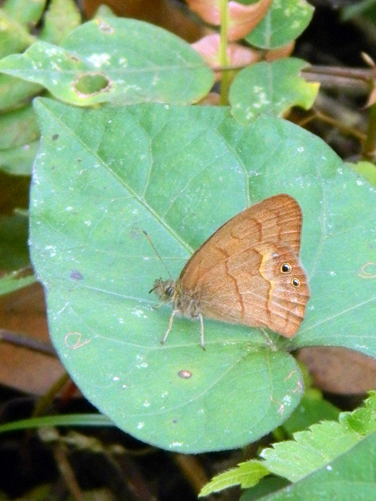Cyllopsis diazi