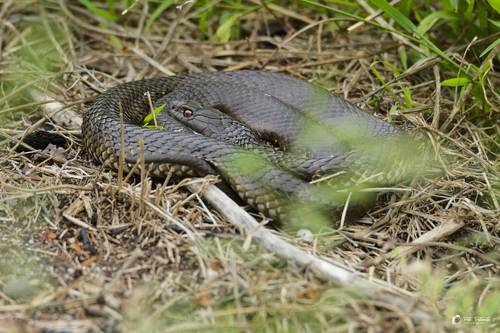 Tiger Snake sighting