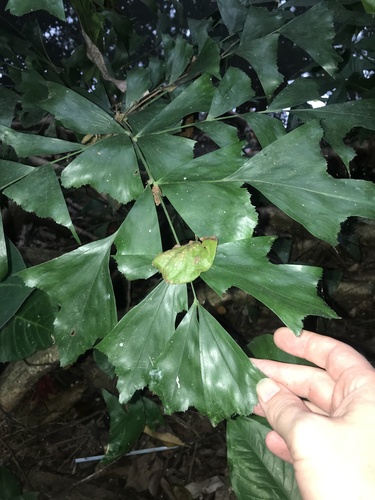 Caryota cumingii iNat (2)