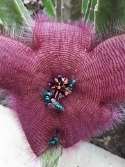 Stapelia grandiflora