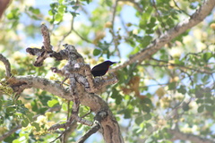 Chalcomitra senegalensis gutturalis