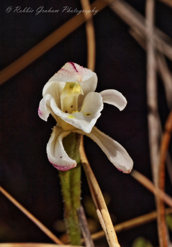 Aporostylis bifolia