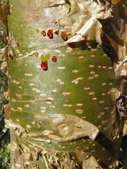 Jatropha chamelensis