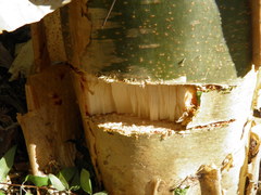 Jatropha chamelensis