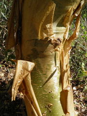 Jatropha chamelensis