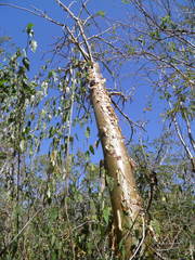 Jatropha chamelensis