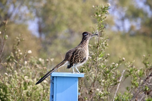 iNaturalist observation photo of Greater Roadrunner