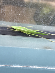 Euconocephalus nasutus