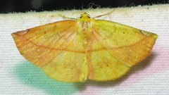 Cratoptera zarumata