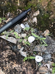 Sonorella allynsmithi