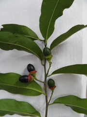 Licaria