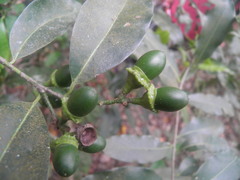 Licaria