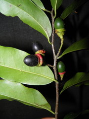 Licaria