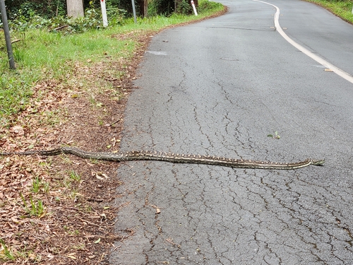 Coastal Carpet Python sighting