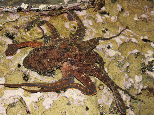 Octopus bimaculoides Pickford & McConnaughey, 1949