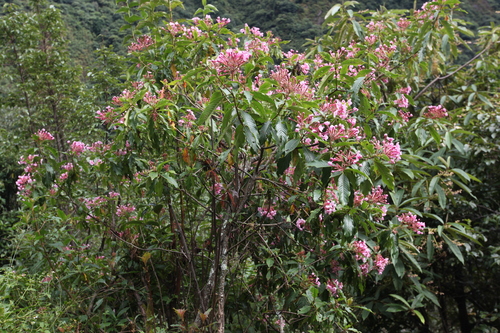 Luculia gratissima