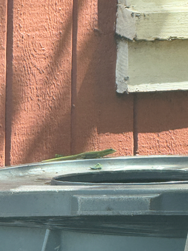 Anolis carolinensis observed 2025-05-31