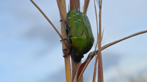 Dymusia cyanea