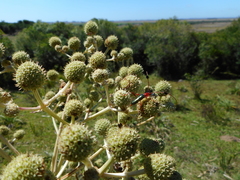 Compsocerus violaceus