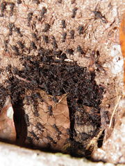 Eciton burchellii parvispinum