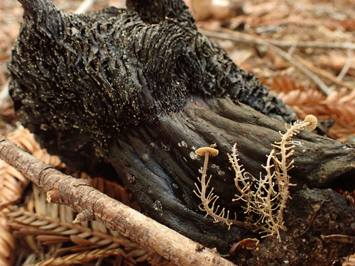 Dendrocollybia racemosa — (c) reagan peschke, some rights reserved (CC BY)