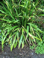 Iris foetidissima