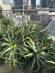 Aloe castanea