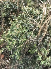 Hedera helix