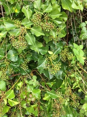 Hedera helix