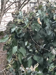 Hedera helix