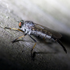 Neoitamus flavofemoratus