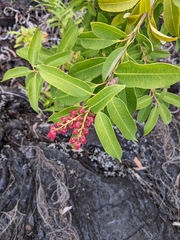 Agarista salicifolia
