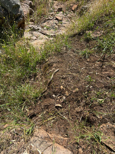 Eastern Brown Snake sighting