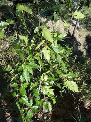 Quercus albocincta