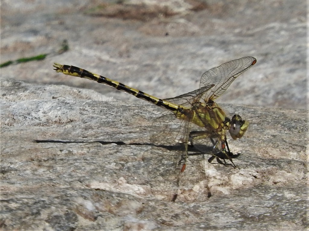 Progomphus herrerae