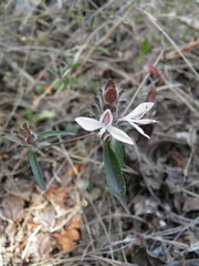 Tetramerium