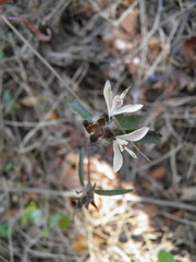 Tetramerium