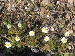 Anacyclus radiatus