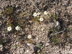 Anacyclus radiatus