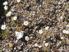 Anacyclus radiatus
